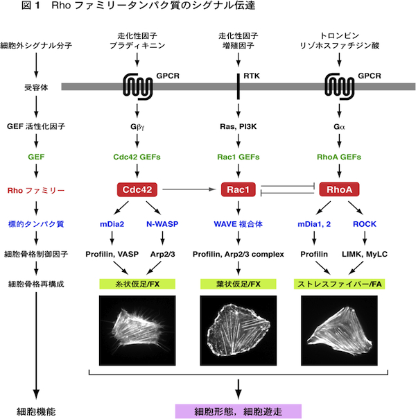 C65-037 動物大百科 17 動物の体 分子と細胞・運動・摂食・感覚